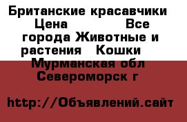 Британские красавчики › Цена ­ 35 000 - Все города Животные и растения » Кошки   . Мурманская обл.,Североморск г.
